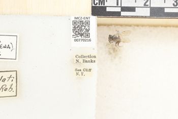 Media type: image;   Entomology 770216 Aspect: Labels